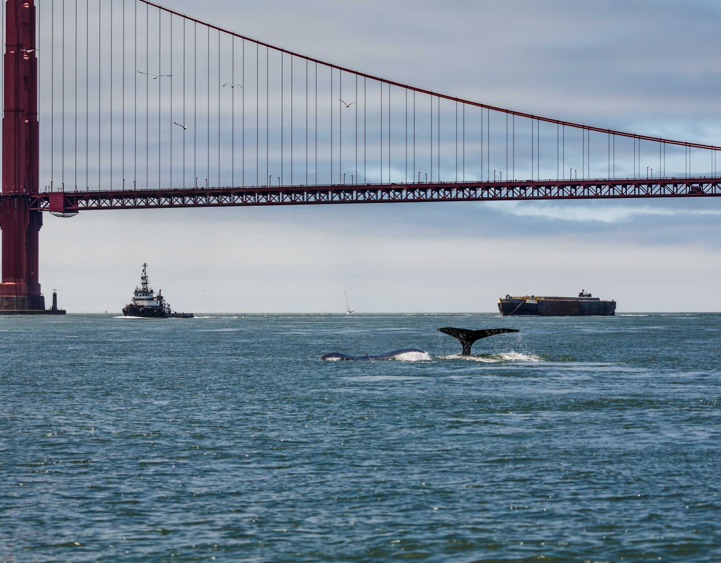 AI-Powered Systems Revolutionize Whale Collision Prevention